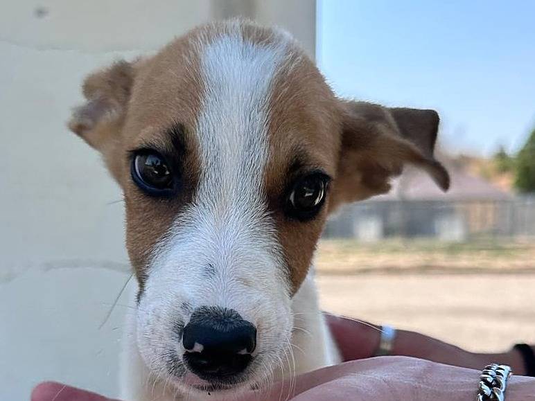 Adozione cane, maschio, Razza sconosciuta Razza sconosciuta, 3 mesi, taglia media contenuta, Potenza