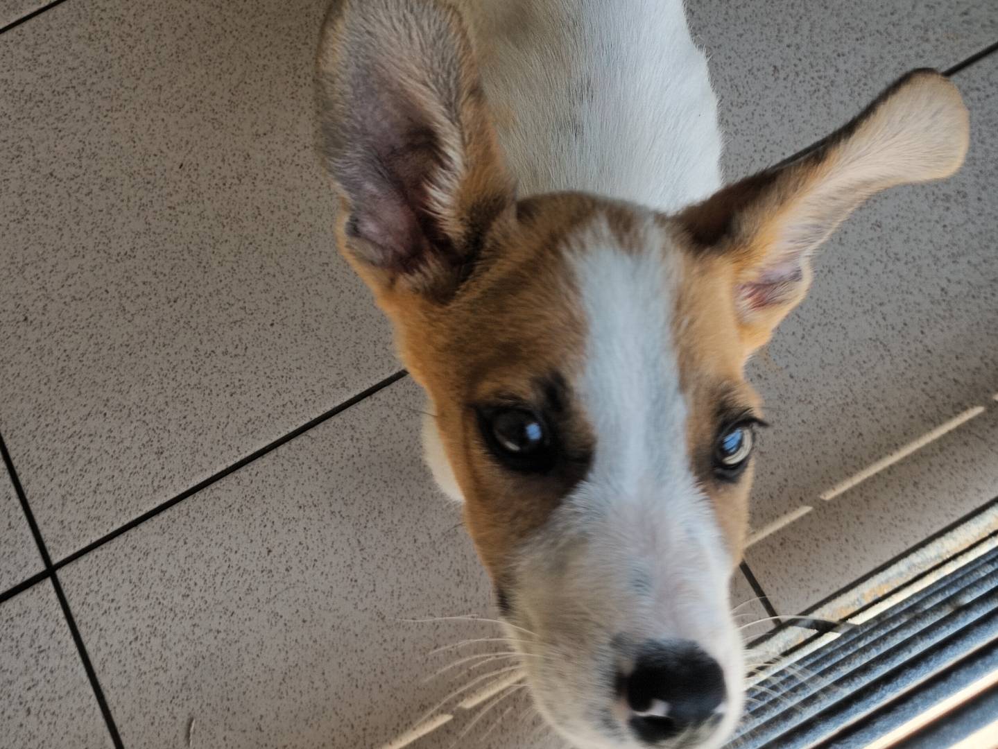 Adotta un cane, maschio, 3 mesi, Potenza