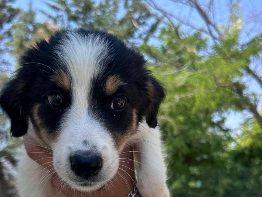 Adozione cane, femmina, Razza sconosciuta Razza sconosciuta, 3 mesi, taglia media contenuta, Potenza