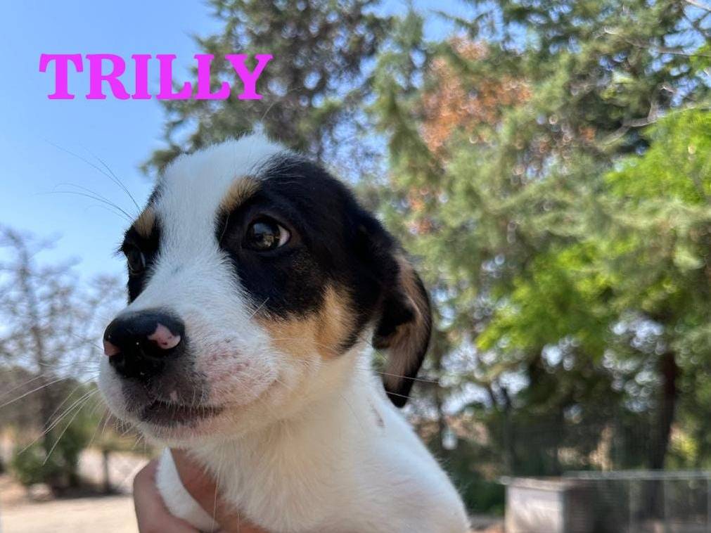 Adozione cane, femmina, Razza sconosciuta Razza sconosciuta, 3 mesi, taglia media contenuta, Potenza