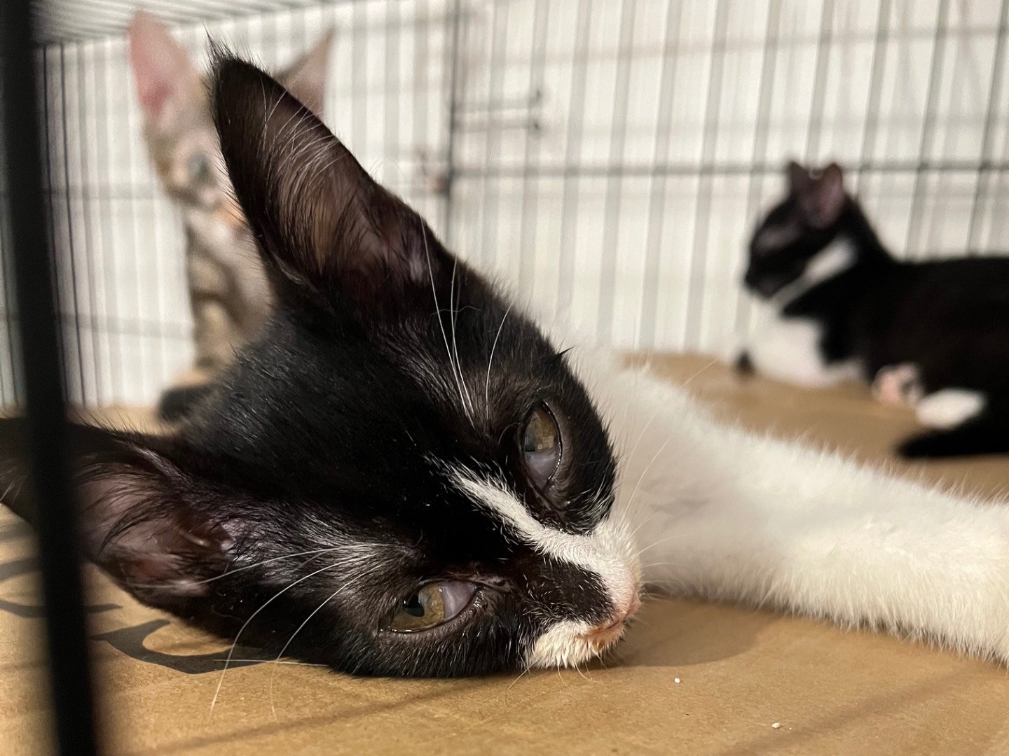 Adozione gatto, femmina, Razza sconosciuta Razza sconosciuta, 2 mesi, taglia non valida, Padova