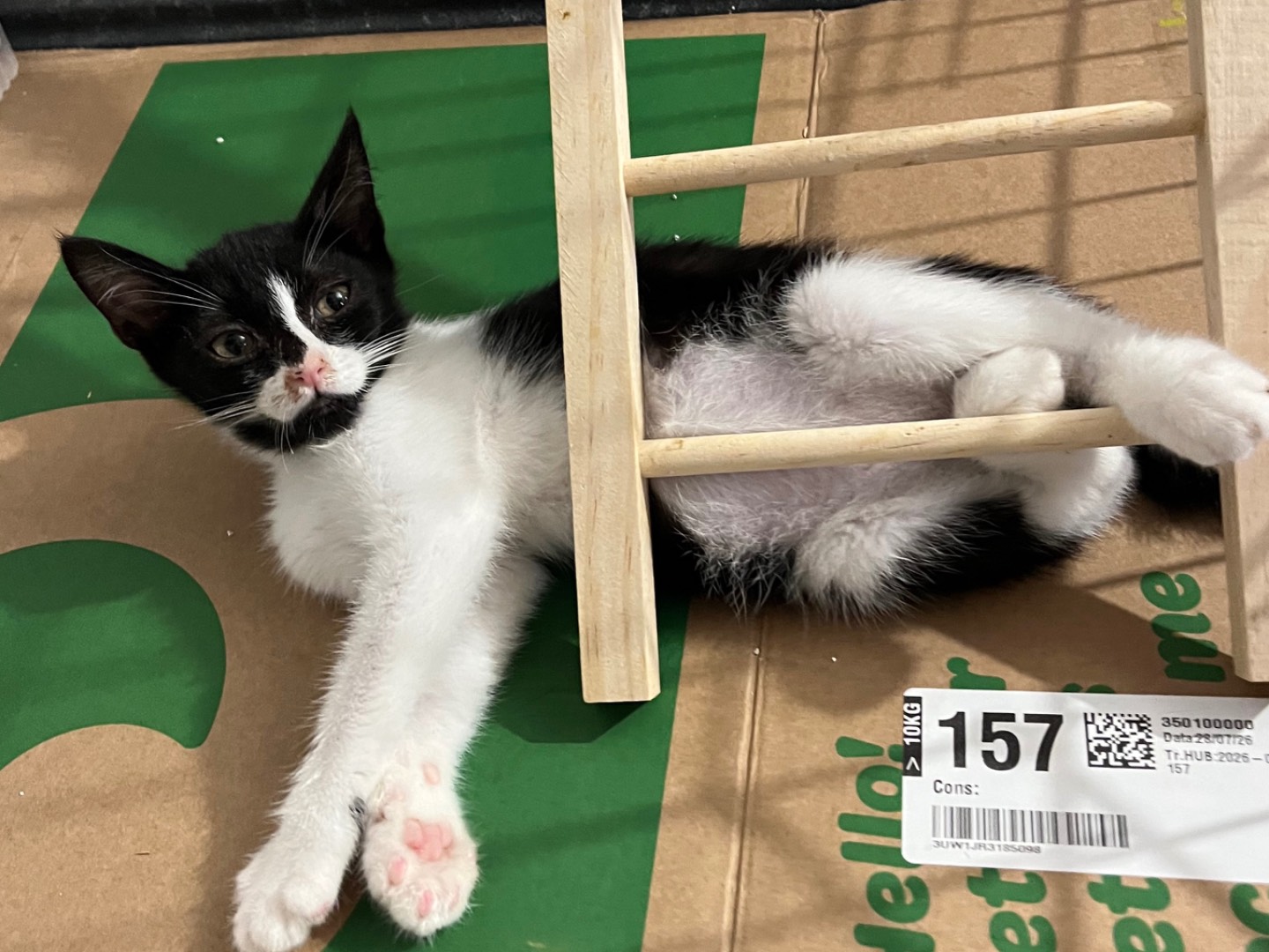 Adotta un gatto, femmina, 2 mesi, Padova