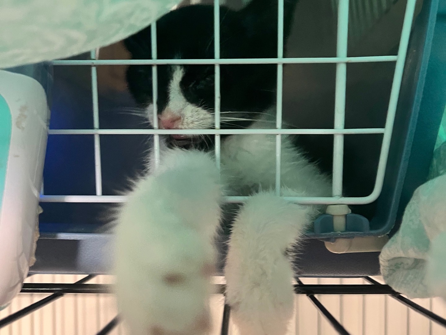 Adotta un gatto, taglia non valida, femmina, Padova