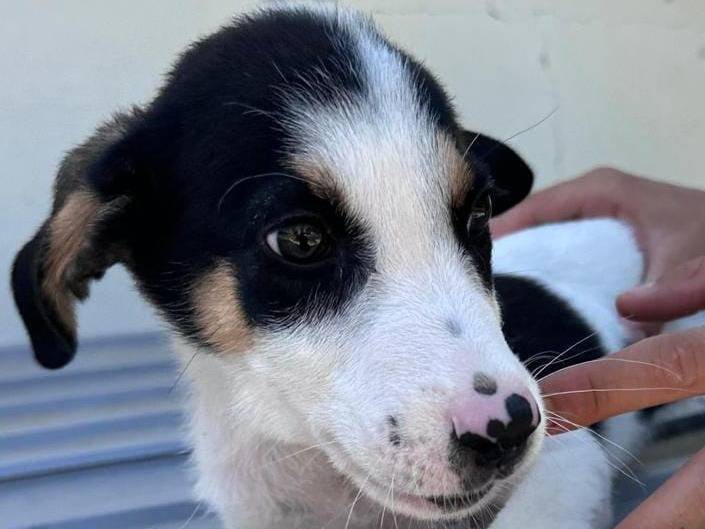 Adozione cane, maschio, Razza sconosciuta Razza sconosciuta, 3 mesi, taglia media, Potenza