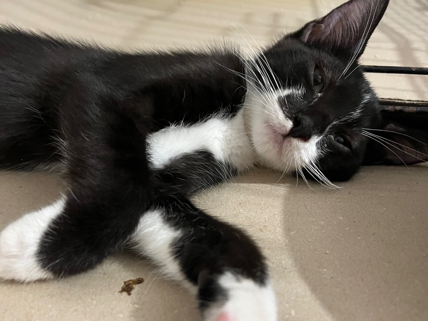 Adozione gatto, maschio, Razza sconosciuta Razza sconosciuta, 2 mesi, taglia non valida, Padova