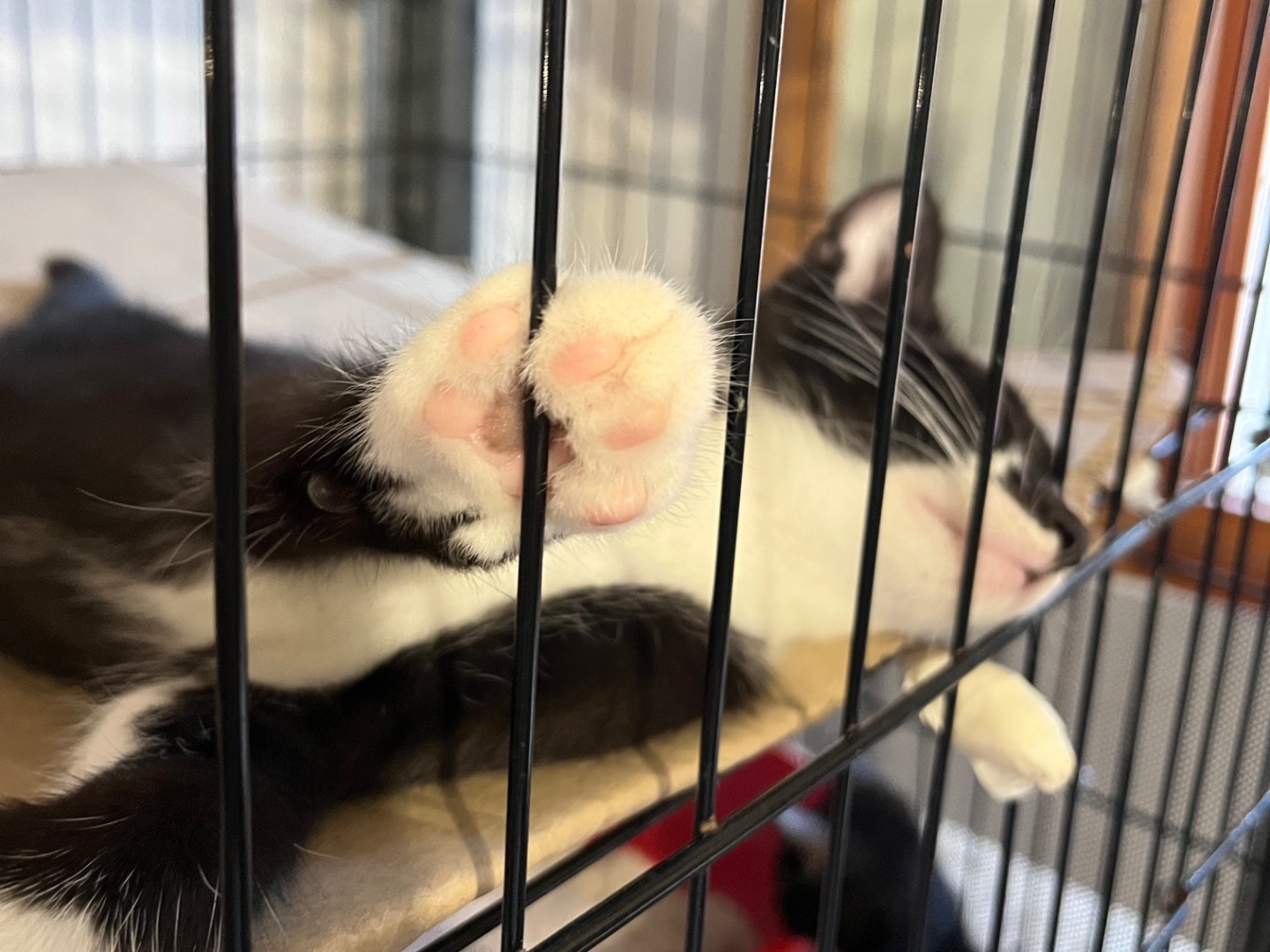 Adotta un gatto, taglia non valida, maschio, Padova