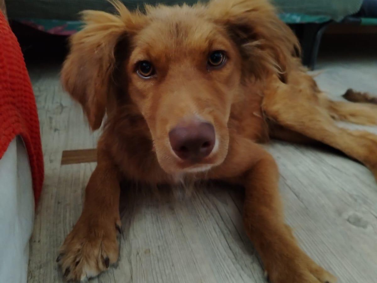 Adozione cane, maschio, Razza sconosciuta Razza sconosciuta, 1 anno, taglia media, Lecco