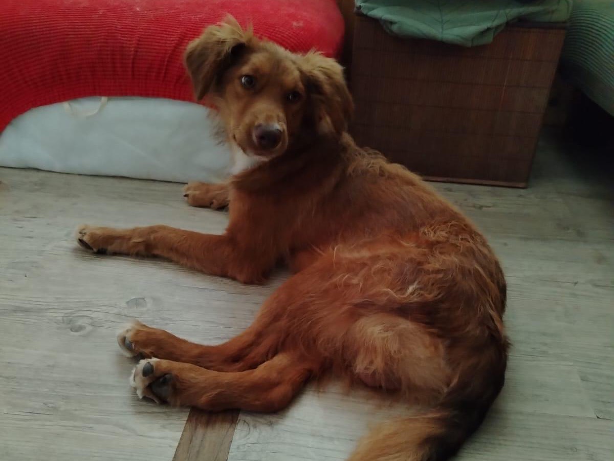 Adotta un cane, maschio, 1 anno, Lecco