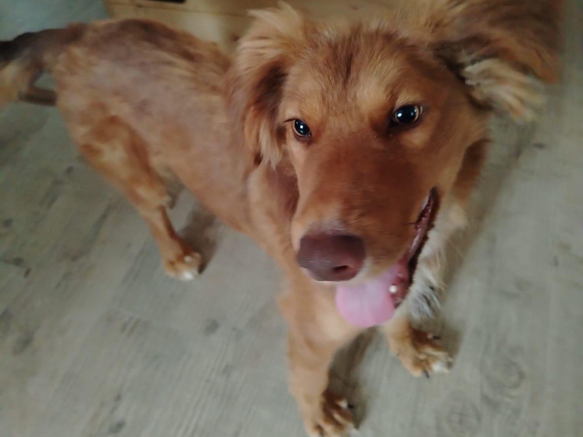 Adotta un cane, taglia media, maschio, Lecco
