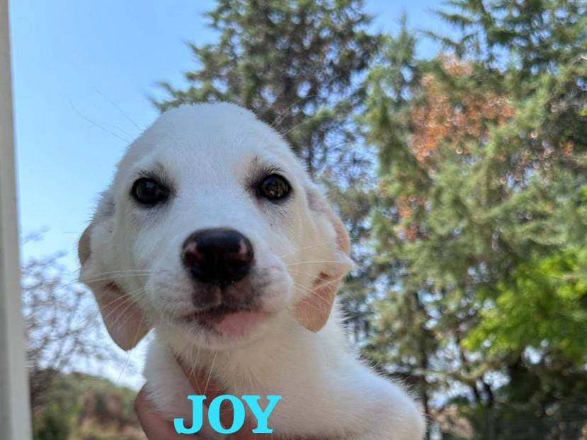 Adozione cane, femmina, Razza sconosciuta Razza sconosciuta, 3 mesi, taglia media, Potenza