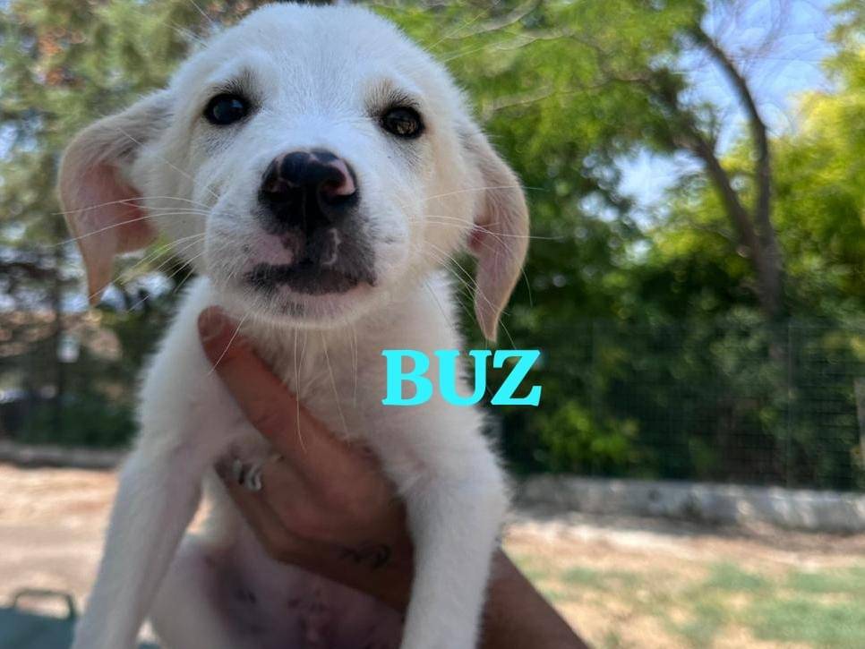 Adozione cane, maschio, Razza sconosciuta Razza sconosciuta, 3 mesi, taglia media, Potenza