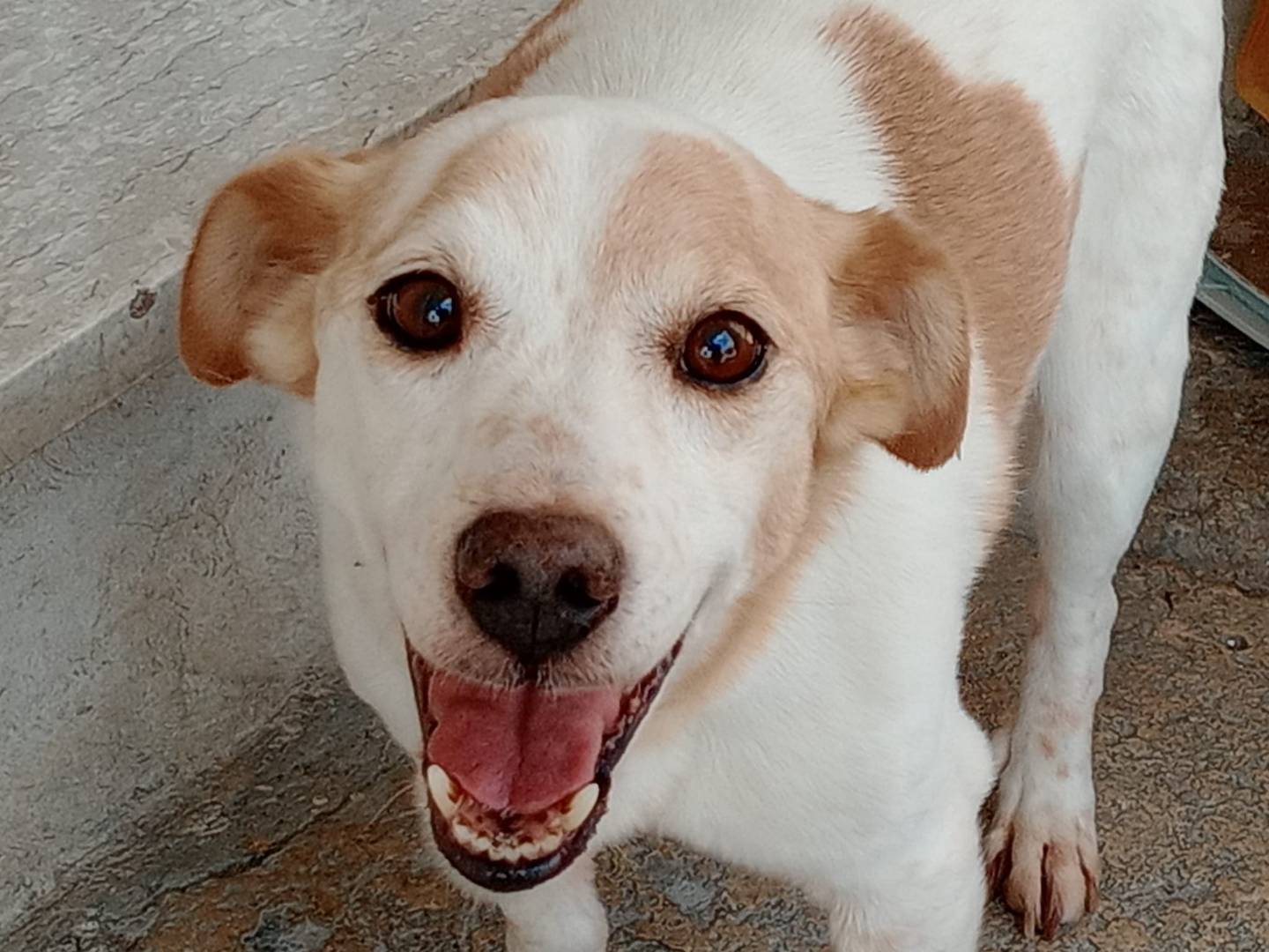 Adozione cane, maschio, Razza sconosciuta Razza sconosciuta, 6 anni e 1 mese, taglia piccola, Frosinone
