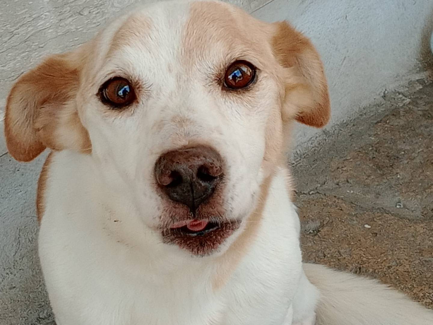Adotta un cane, maschio, 6 anni e 1 mese, Frosinone