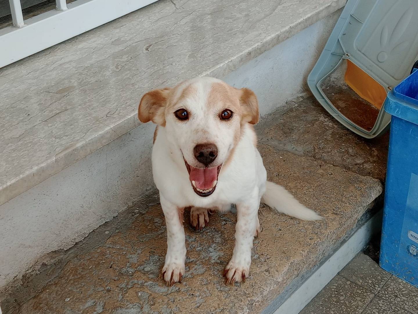 Adotta un cane, taglia piccola, maschio, Frosinone