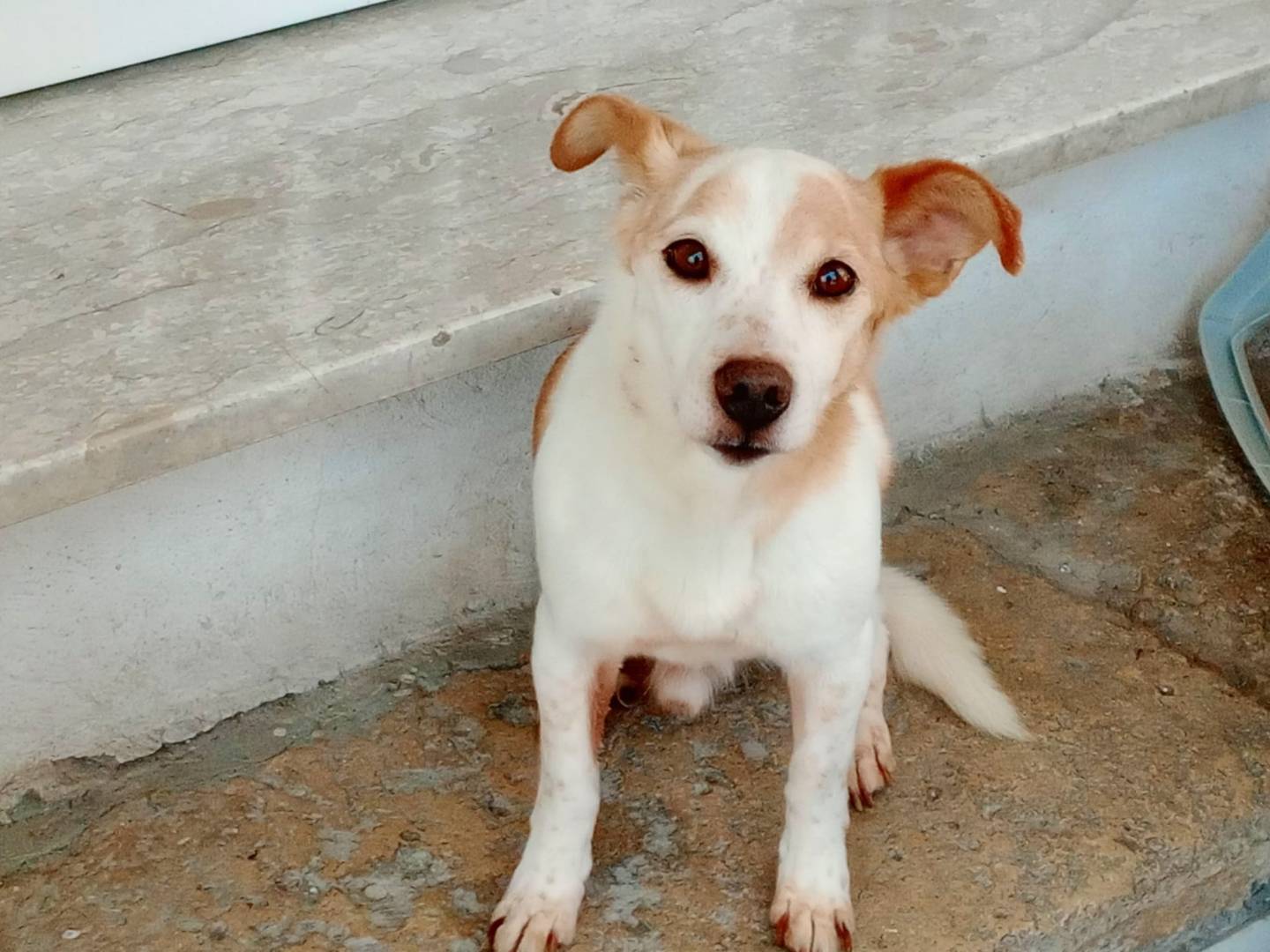 Vuoi adottare un cane a Frosinone?