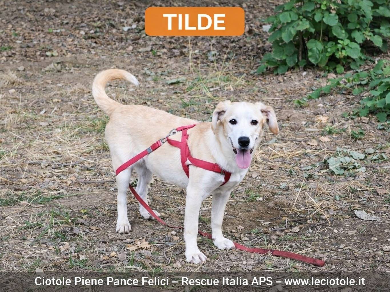 Adozione cane, femmina, Razza sconosciuta Razza sconosciuta, 4 mesi, taglia media, Avellino