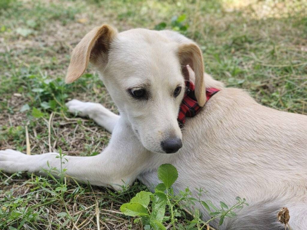 Adotta un cane, taglia media, femmina, Avellino