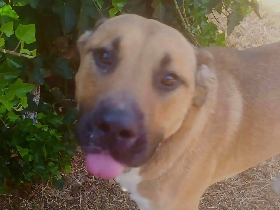 Adotta un cane, maschio, 2 anni e 6 mesi, Viterbo