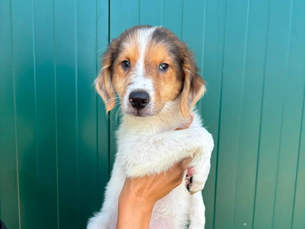 Adozione cane, femmina, Razza sconosciuta Razza sconosciuta, 3 mesi, taglia media, Pisa