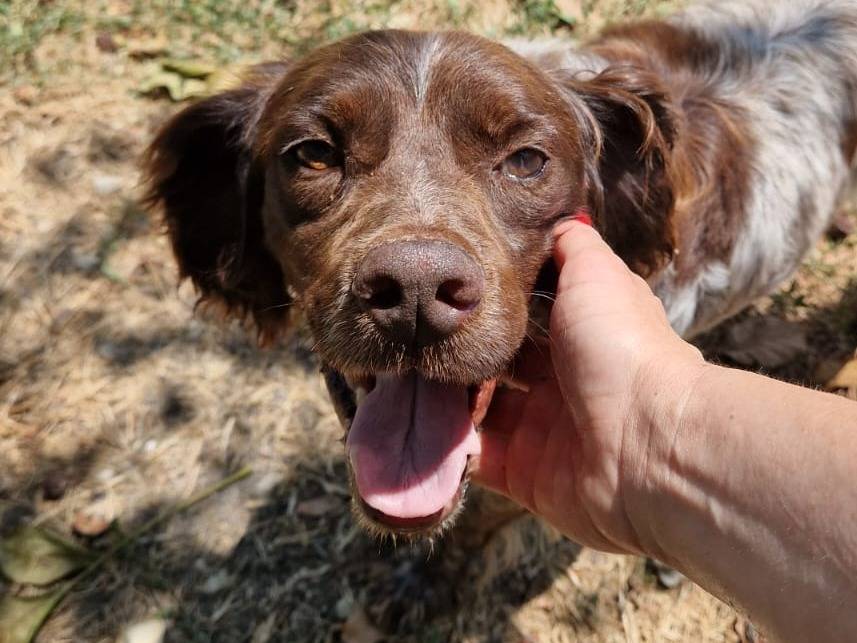 Adozione cane, maschio, Breton Razza sconosciuta, 6 anni e 2 mesi, taglia media, Frosinone