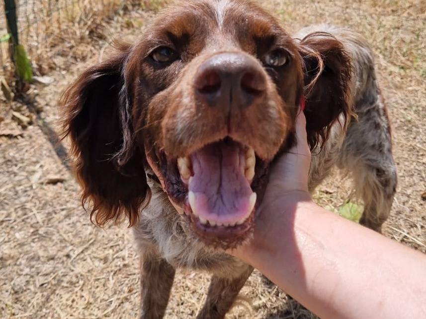 Adotta un cane, maschio, 6 anni e 2 mesi, Frosinone