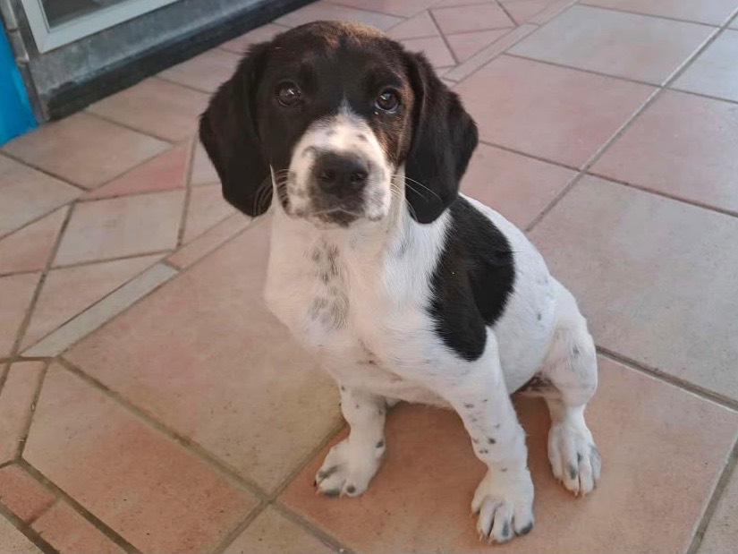 Adotta un cane, femmina, 3 mesi, Taranto