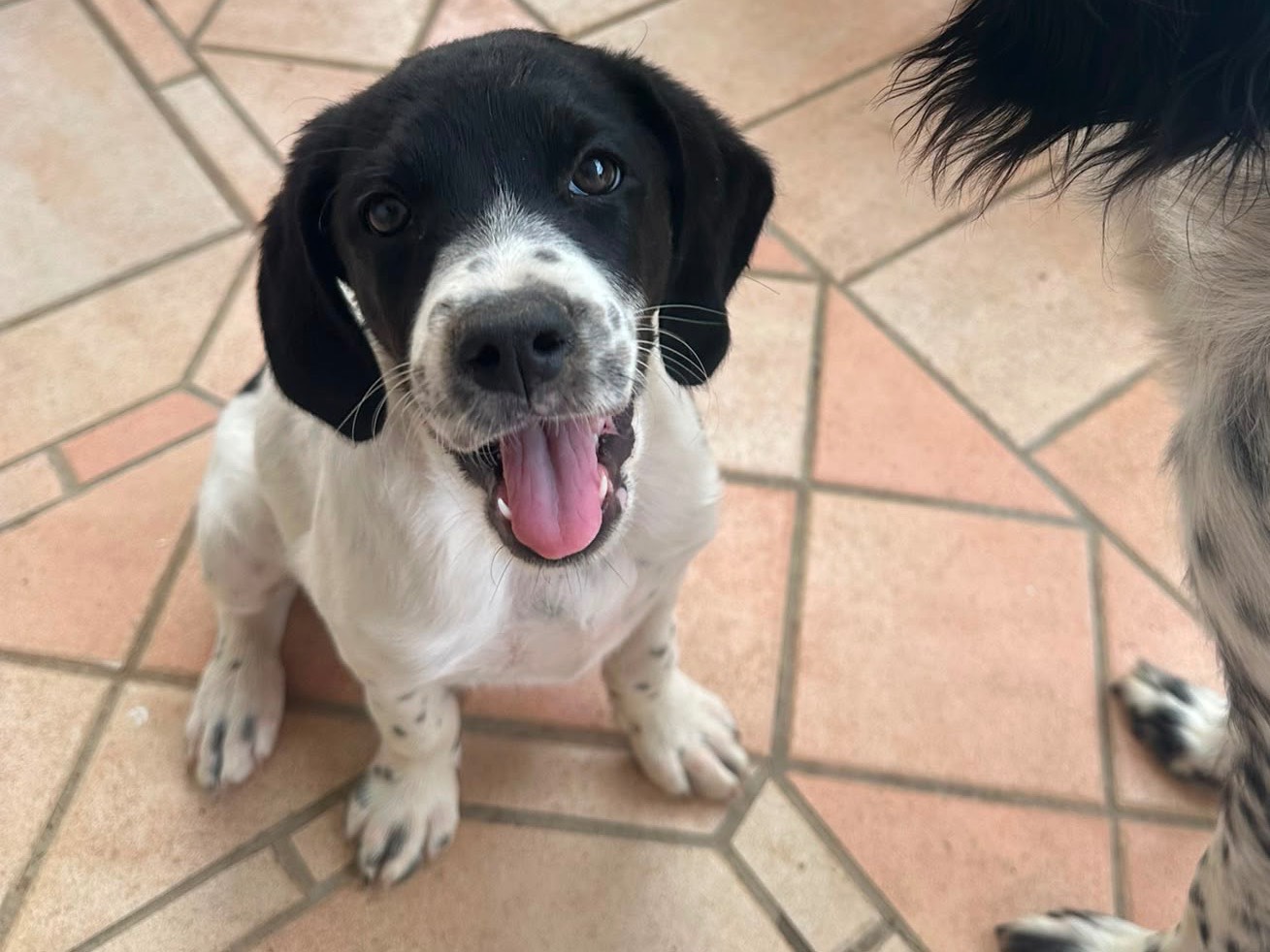 Adozione cane, femmina, Breton Razza sconosciuta, 3 mesi, taglia media, Taranto