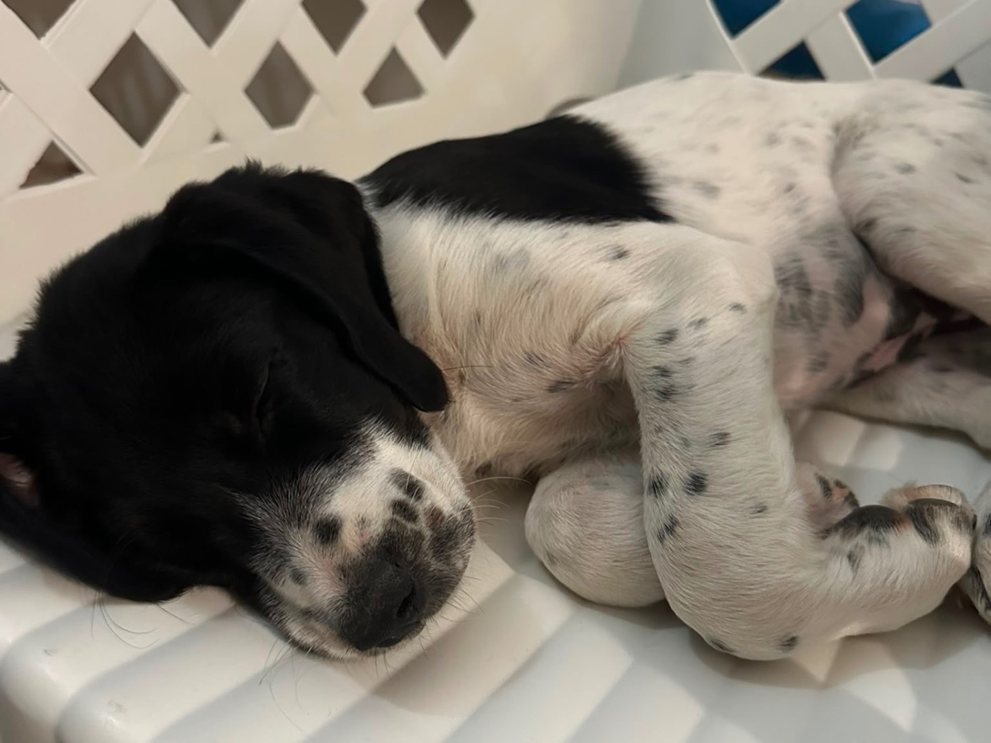Adotta un cane, taglia media, femmina, Taranto