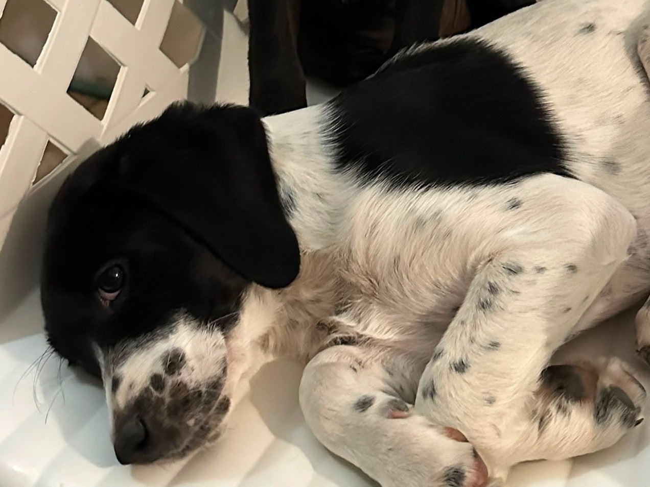 Vuoi adottare un cane a Taranto?