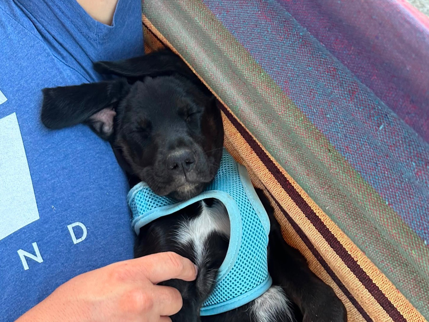 Adotta un cane, femmina, 3 mesi, Taranto