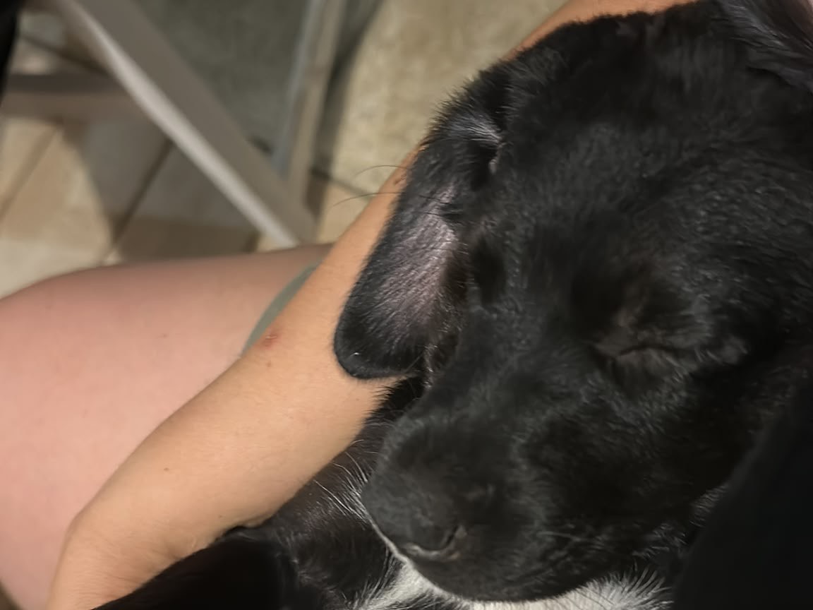Adotta un cane, taglia media, femmina, Taranto