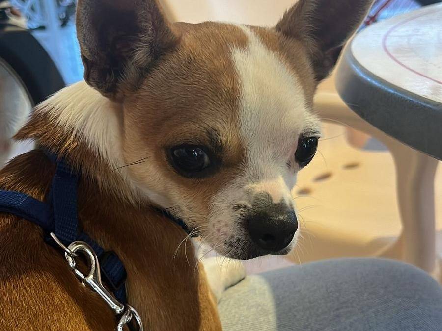Adotta un cane, maschio, 3 anni, Latina