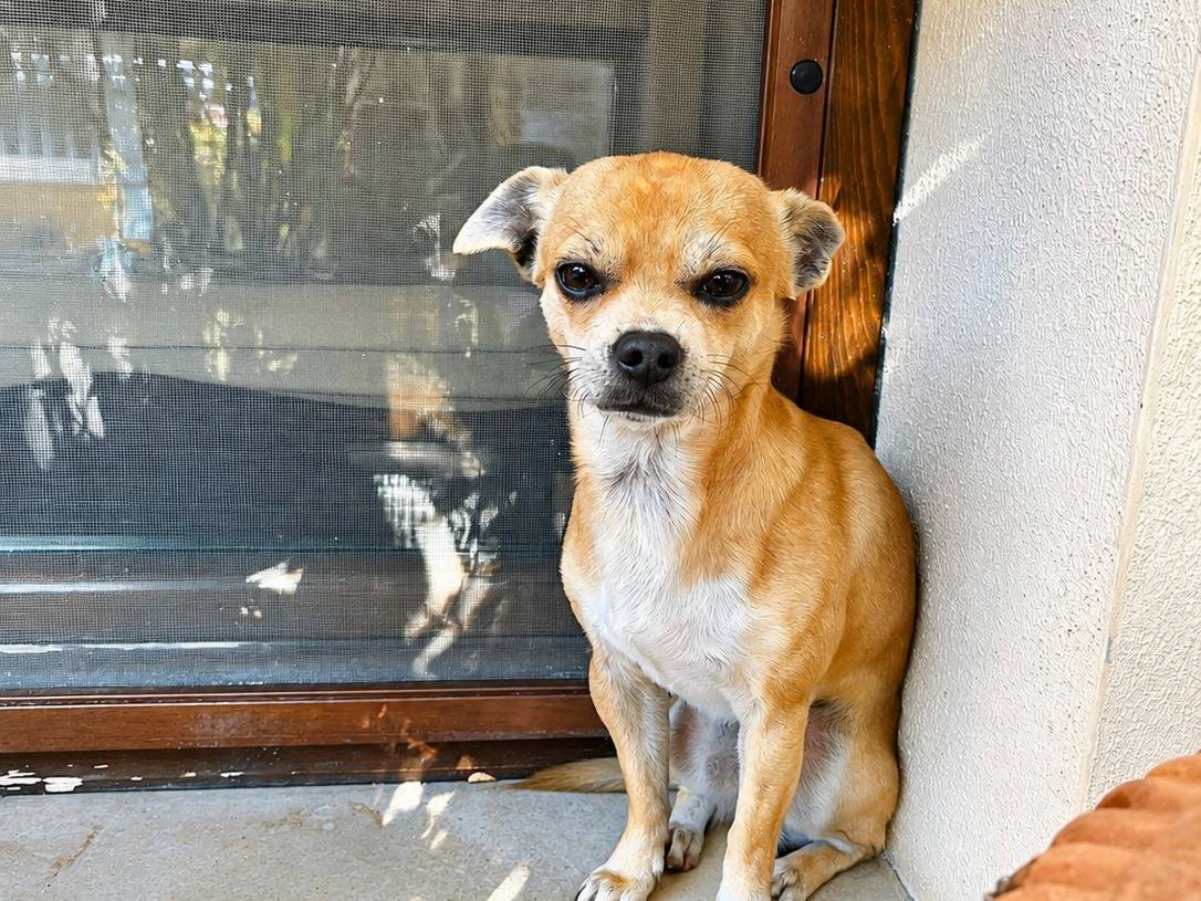 Adotta un cane, taglia piccola, maschio, Latina