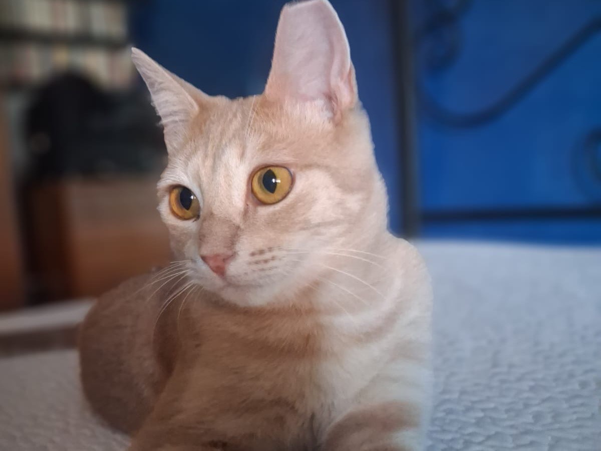 Adozione gatto, maschio, Razza sconosciuta Razza sconosciuta, 10 mesi, taglia non valida, Torino