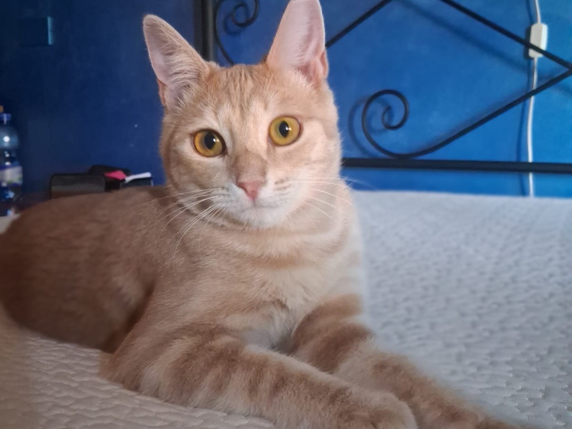 Adotta un gatto, maschio, 10 mesi, Torino