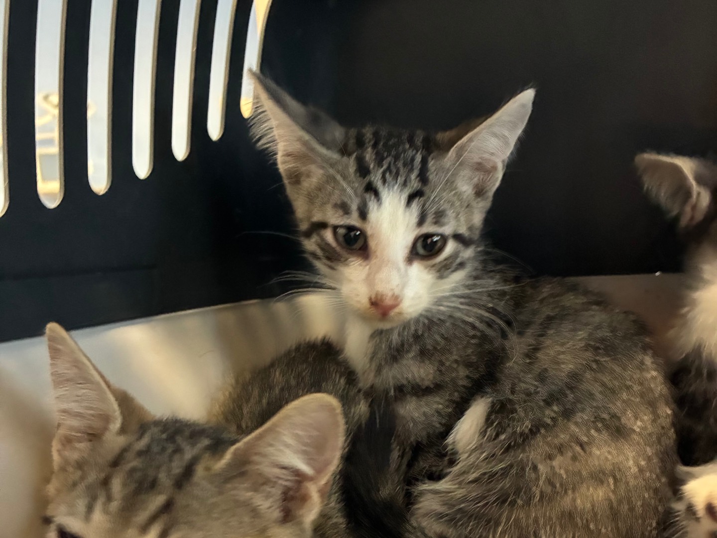 Adozione gatto, femmina, Razza sconosciuta Razza sconosciuta, 2 mesi, taglia non valida, Torino