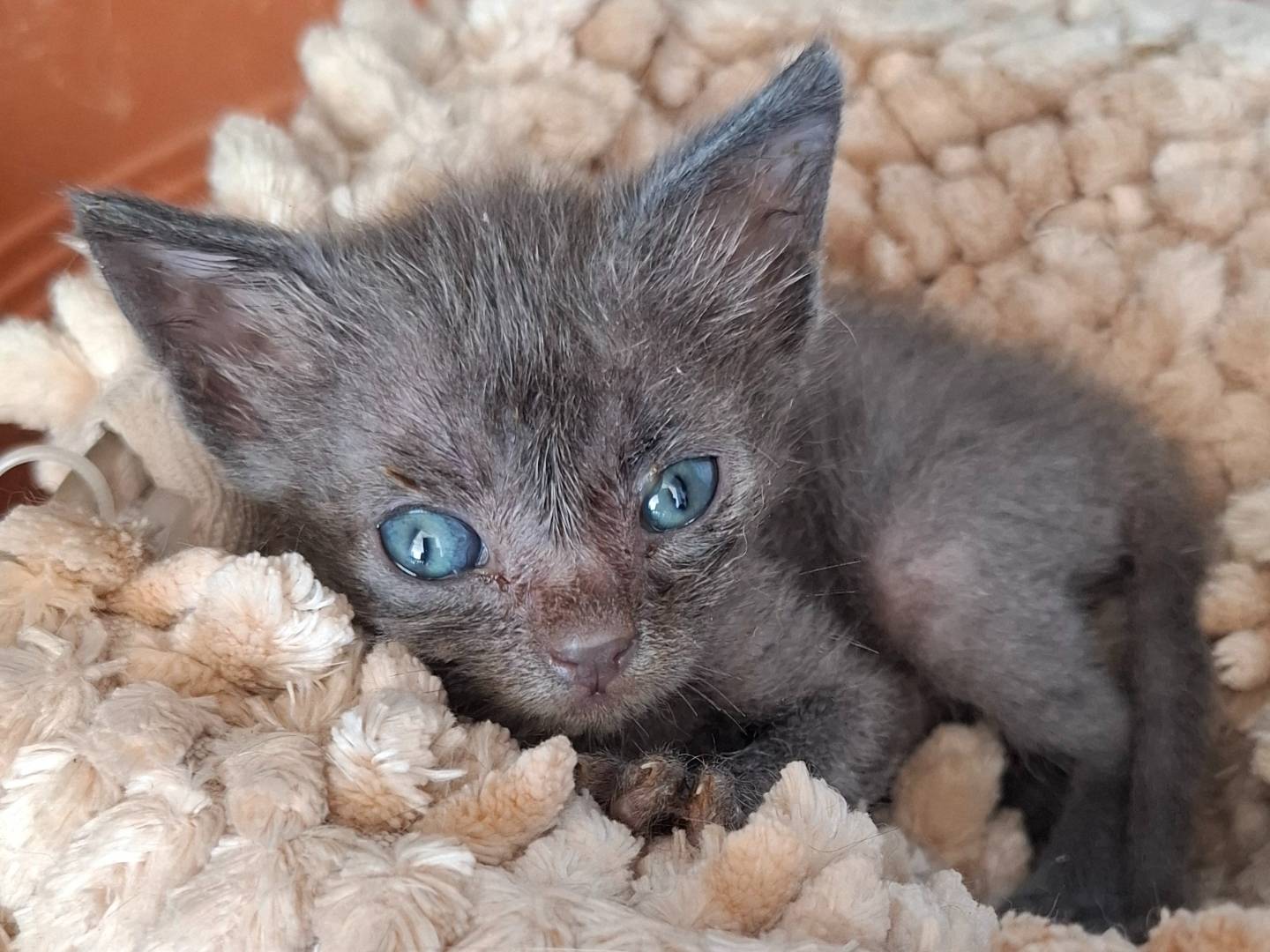 Adotta un gatto, femmina, 3 mesi, Roma