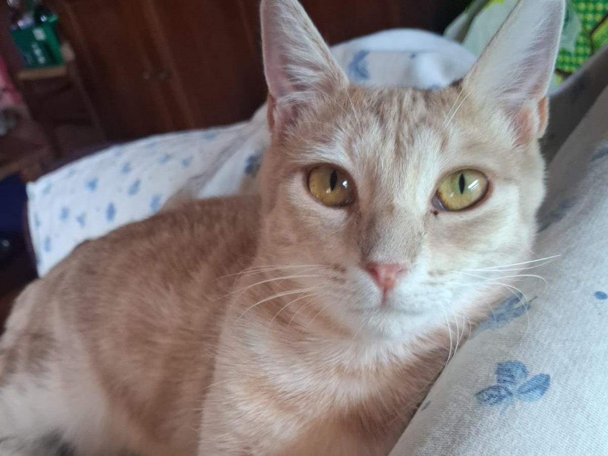Adotta un gatto, taglia non valida, maschio, Torino