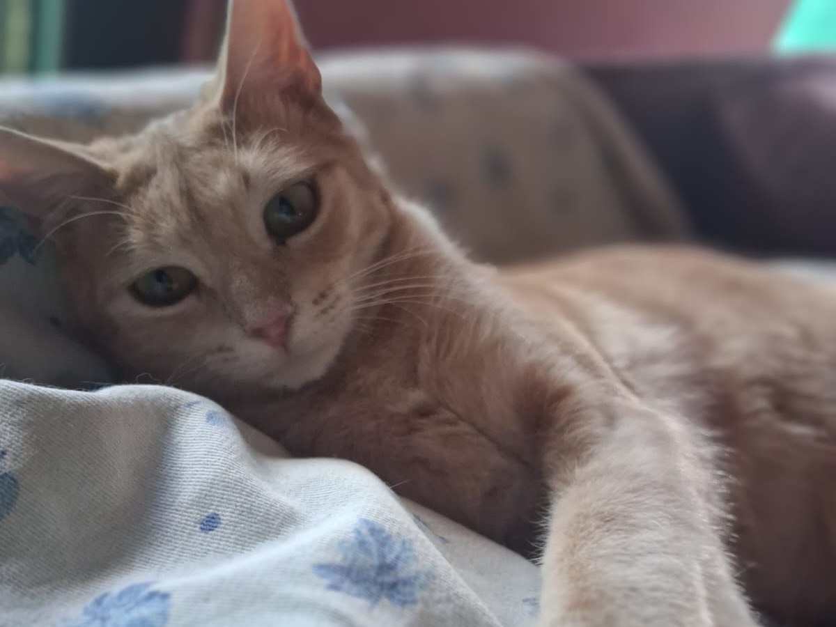 Vuoi adottare un gatto a Torino?