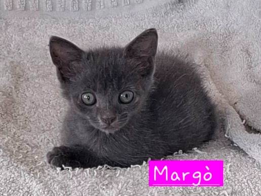 Adozione gatto, femmina, Razza sconosciuta Razza sconosciuta, 3 mesi, taglia non valida, Roma