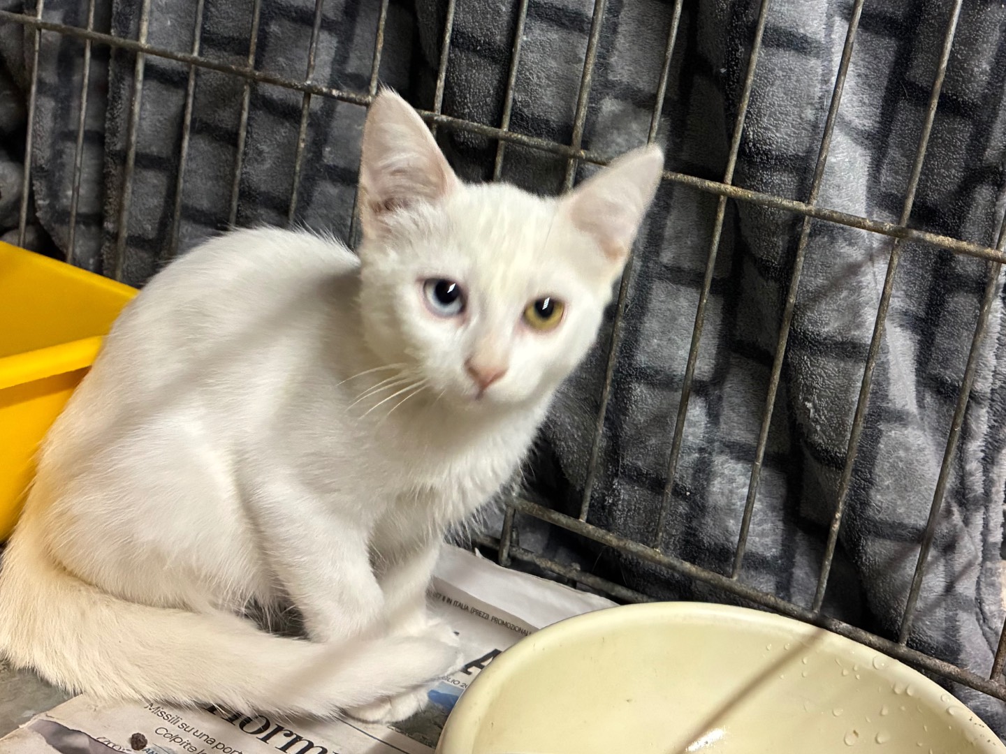 Adozione gatto, femmina, Razza sconosciuta Razza sconosciuta, 2 mesi, taglia non valida, Torino