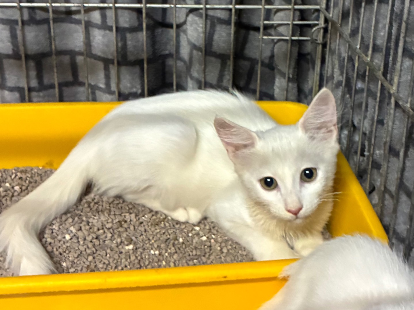 Adozione gatto, maschio, Razza sconosciuta Razza sconosciuta, 2 mesi, taglia non valida, Torino