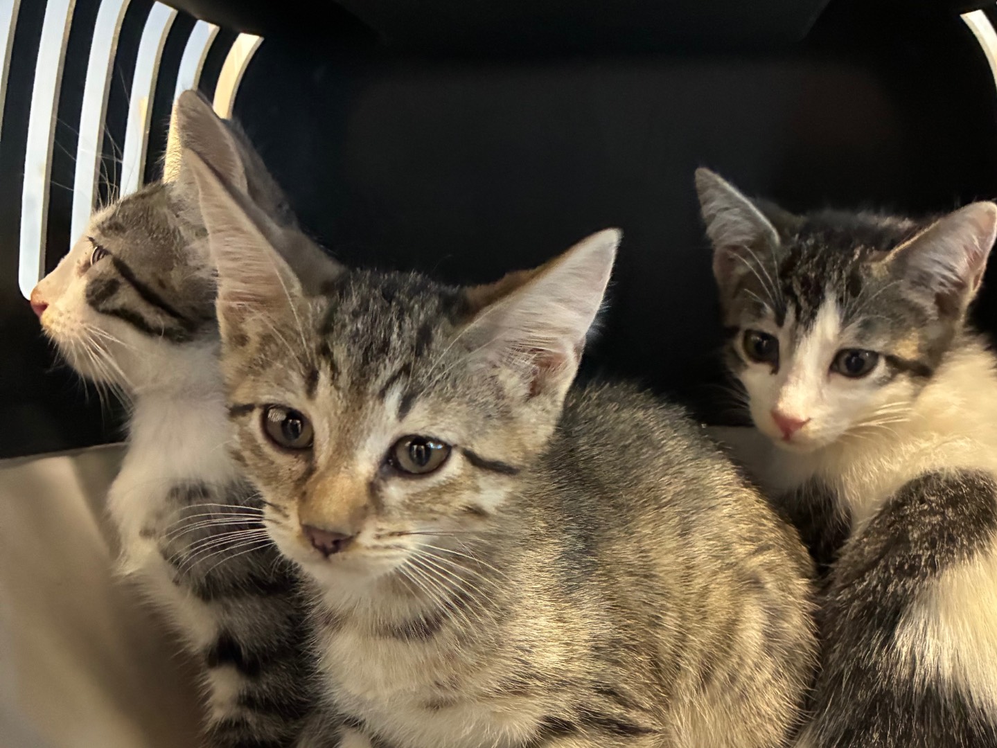 Adozione gatto, maschio, Razza sconosciuta Razza sconosciuta, 2 mesi, taglia non valida, Torino