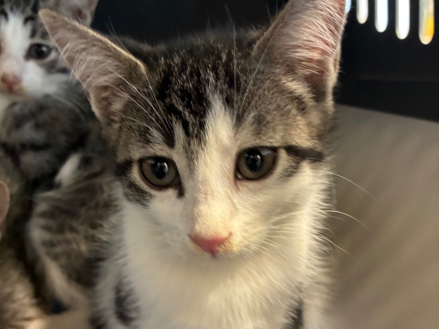 Adozione gatto, maschio, Razza sconosciuta Razza sconosciuta, 3 mesi, taglia non valida, Torino