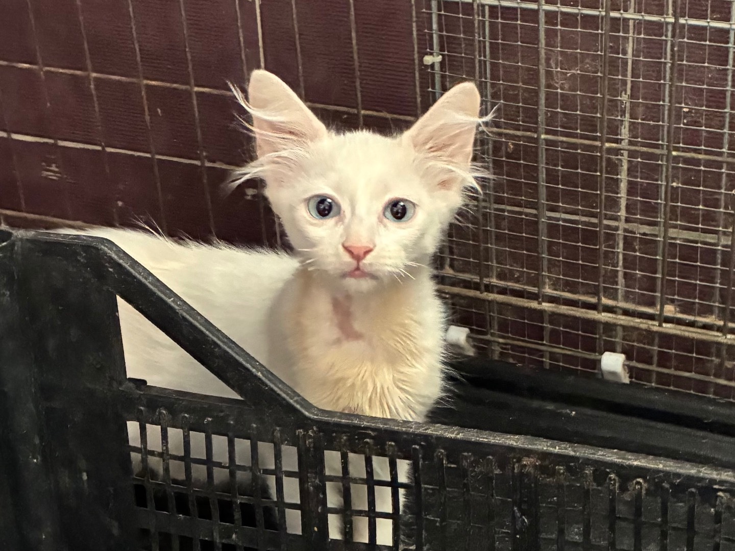 Adozione gatto, maschio, Razza sconosciuta Razza sconosciuta, 2 mesi, taglia non valida, Torino