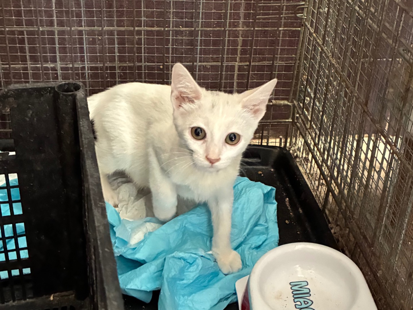 Adozione gatto, maschio, Razza sconosciuta Razza sconosciuta, 2 mesi, taglia non valida, Torino