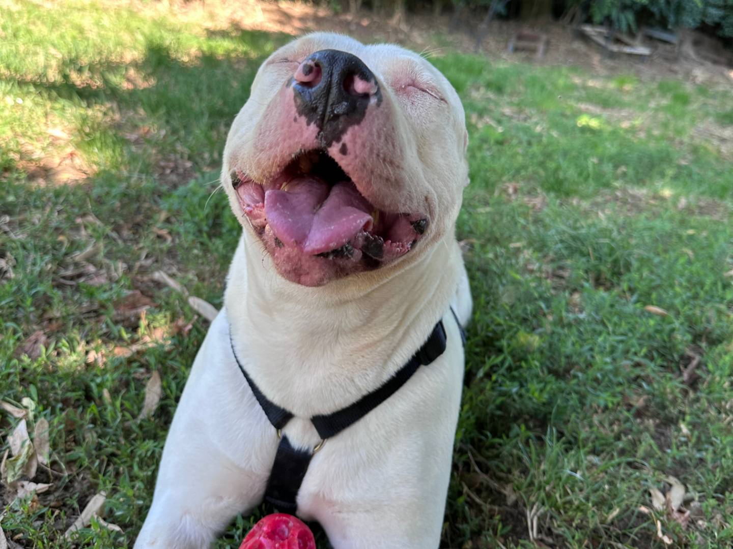 Vuoi adottare un cane a Pavia?