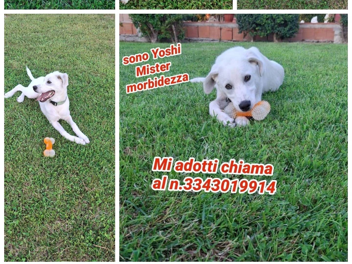 Adotta un cane, taglia media, maschio, Crotone