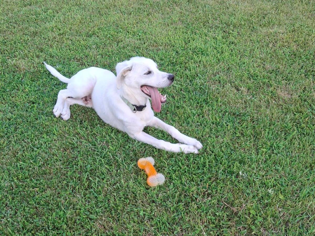 Vuoi adottare un cane a Crotone?