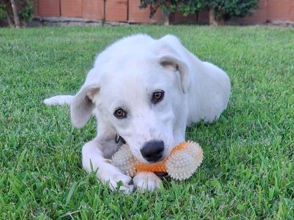 Adozione cane, maschio, Razza sconosciuta Razza sconosciuta, 6 mesi, taglia media, Crotone